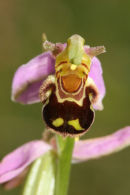 06-7106 Bee Orchid (Ophrys apifera) County Durham